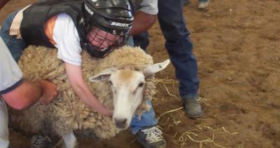 Person wearing helmet with arms wrapped around sheep's neck, Ione Homecoming "Mutton Bustin"